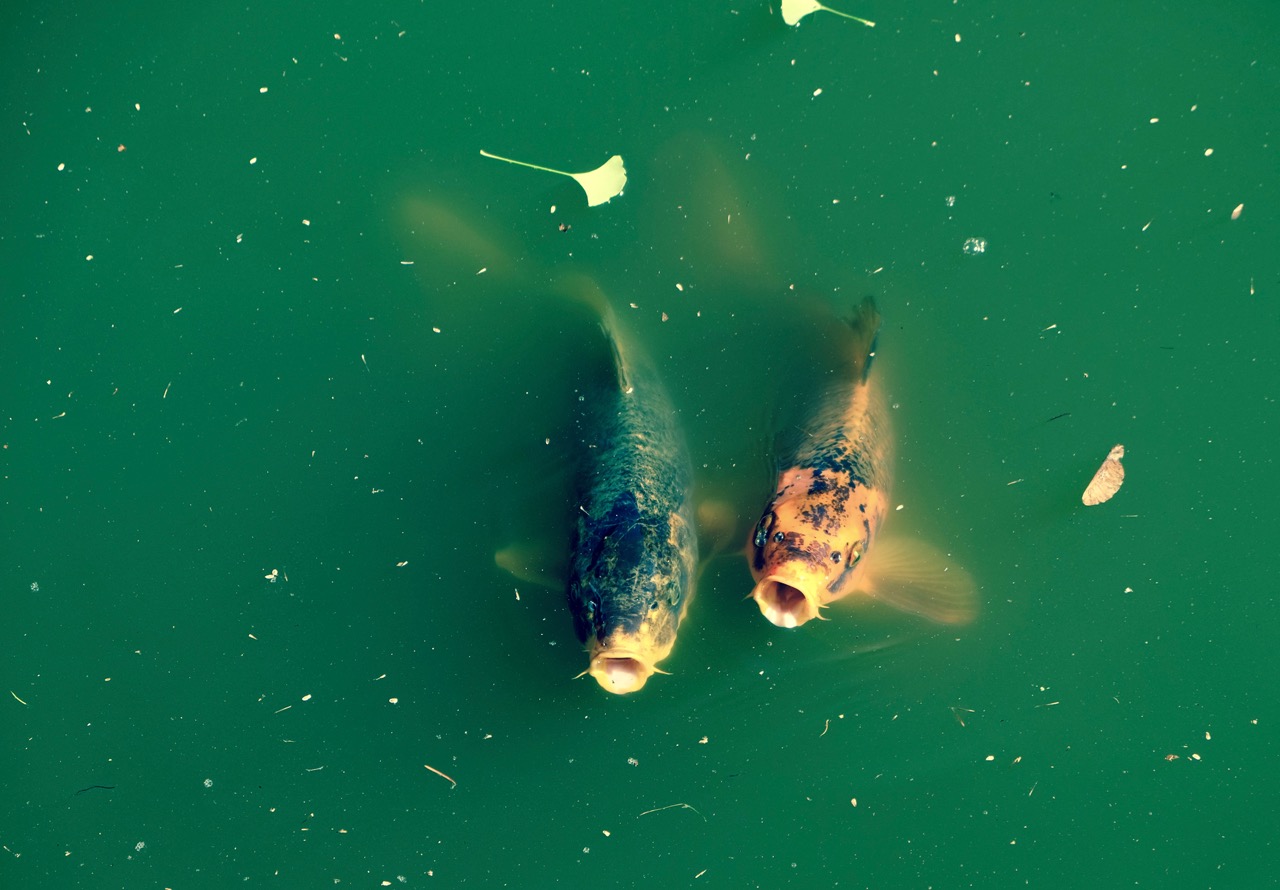 Koi