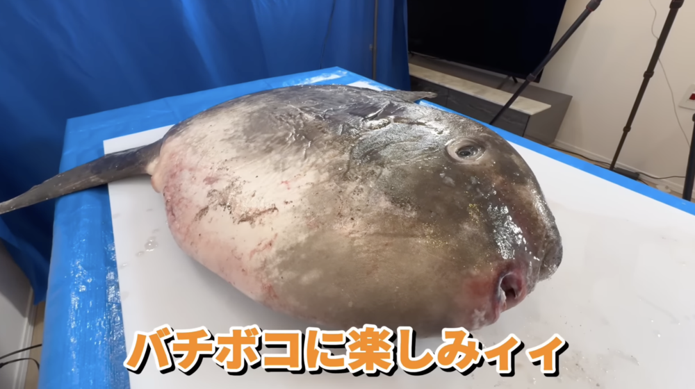 Mizu Ramen Sunfish Video Screenshot